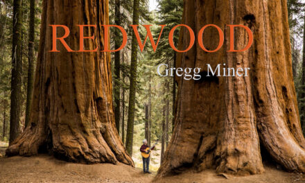 Redwood